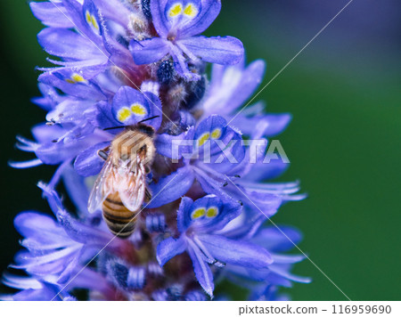 蜜蜂從蓬泰德里亞吸食花蜜 蜜蜂從蓬泰德里亞吸食花蜜 116959690