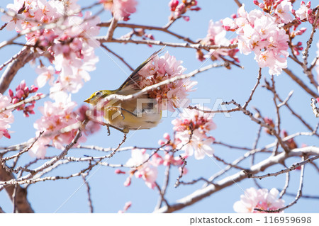 A cute Japanese white-eye (family: Metoptera) flies between beautiful weeping cherry trees and drinks nectar from them. Mitsuike Park, Yokohama, Kanagawa Prefecture 116959698