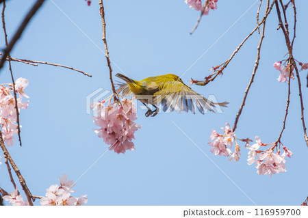 A cute Japanese white-eye (family: Metoptera) flies between beautiful weeping cherry trees and drinks nectar from them. Mitsuike Park, Yokohama, Kanagawa Prefecture 116959700