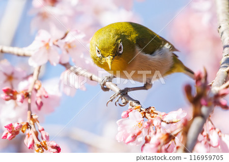 A cute Japanese white-eye (family: Metoptera) flies between beautiful weeping cherry trees and drinks nectar from them. Mitsuike Park, Yokohama, Kanagawa Prefecture A cute Japanese white-eye (family: Metoptera) flies between beautiful weeping cherry trees and drinks nectar from them. Mitsuike Park, Yokohama, Kanagawa Prefecture 116959705