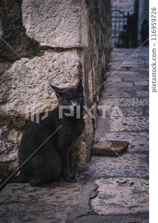 Town cat in Dubrovnik Old Town 116959726