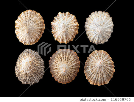 Beautiful ocean shells 116959765