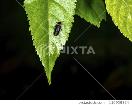 葉上的姬膕 葉上的姬膕 116959824