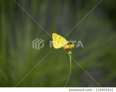 Colias butterfly on a burdock flower 116959832