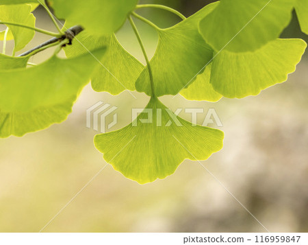Leaves of ginkgo biloba Leaves of ginkgo biloba 116959847