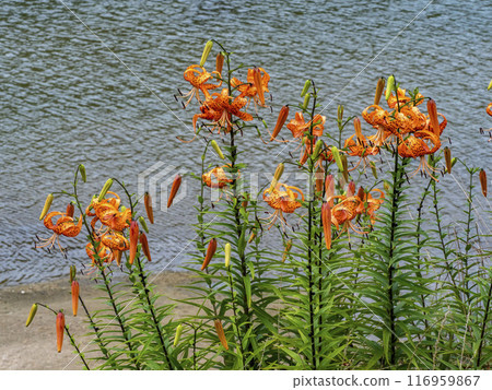河岸盛開的虎百合 116959867