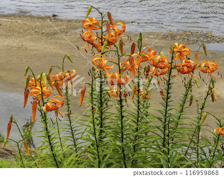 河岸盛開的虎百合 116959868