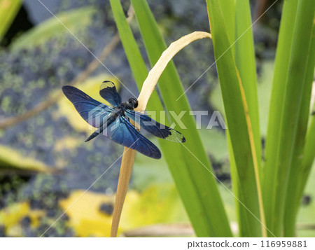 雄蝶蜻蜓棲息在池塘的死草上 116959881