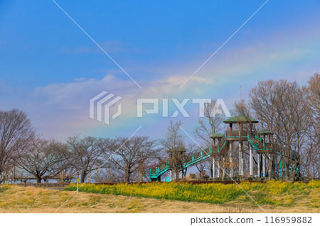 廣闊的河床蘆葦叢和油菜花田上空出現了一道美麗的彩虹。埼玉縣鴻巢市荒川河床 - 2024 年 3 月 116959882