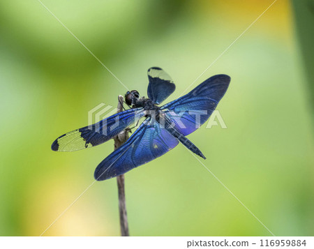 雄蝶蜻蜓棲息在池塘的死草上 116959884