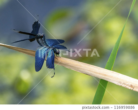連接的蝴蝶蜻蜓棲息在池塘的死草上 連接的蝴蝶蜻蜓棲息在池塘的死草上 116959886
