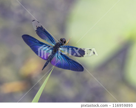雄蝶蜻蜓棲息在池塘的死草上 116959893