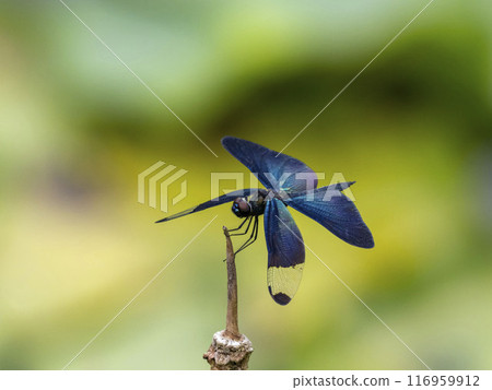 雄蝶蜻蜓棲息在池塘的死草上 雄蝶蜻蜓棲息在池塘的死草上 116959912