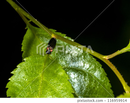 Firefly on a leaf 116959914