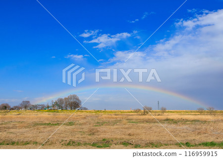 廣闊的河床蘆葦叢和油菜花田上空出現了一道美麗的彩虹。埼玉縣鴻巢市荒川河床 - 2024 年 3 月 廣闊的河床蘆葦叢和油菜花田上空出現了一道美麗的彩虹。埼玉縣鴻巢市荒川河床 - 2024 年 3 月 116959915