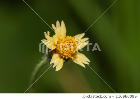 bug on green leaf in the wild nature. macro. A bug life 116960099