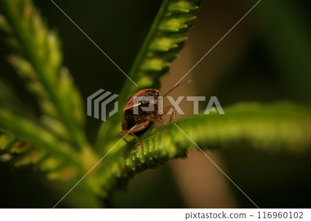bug on green leaf in the wild nature. macro. A bug life 116960102