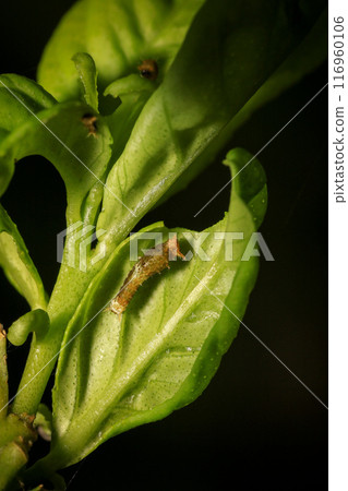 bug on green leaf in the wild nature. macro. A bug life 116960106