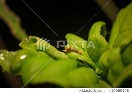 bug on green leaf in the wild nature. macro. A bug life bug on green leaf in the wild nature. macro. A bug life 116960108