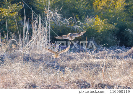Beautiful short-eared owls (family Strigidae) flying at dusk and fighting fiercely with their relatives. Arakawa riverbank, Konosu City, Saitama Prefecture - 20 Beautiful short-eared owls (family Strigidae) flying at dusk and fighting fiercely with their relatives. Arakawa riverbank, Konosu City, Saitama Prefecture - 20 116960119