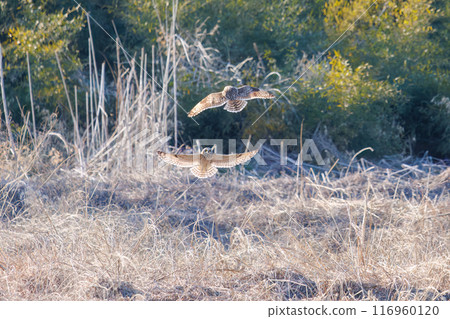 美麗的短耳貓頭鷹（貓頭鷹科）在黃昏時飛翔時，與自己的親屬展開激烈的競爭。 埼玉縣鴻巢市荒川河床 20 116960120
