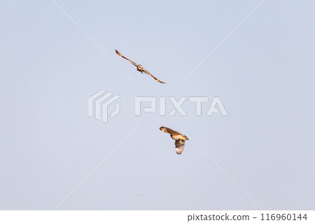 Beautiful short-eared owls (family Strigidae) flying at dusk and fighting fiercely with their relatives. Arakawa riverbank, Konosu City, Saitama Prefecture - 20 116960144