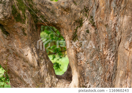 hollow in the trunk of an old tree. An open hollow through which the garden is visible in a blurred background. A window into the world of nature hollow in the trunk of an old tree. An open hollow through which the garden is visible in a blurred background. A window into the world of nature 116960243