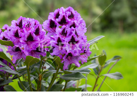 Purple Rhododendron spring flowers in bright daylight selective focus 116960245