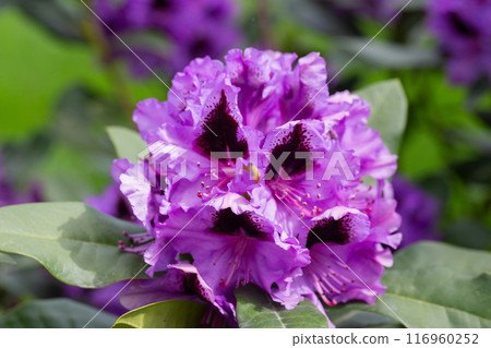 Purple Rhododendron spring flowers in bright daylight selective focus 116960252