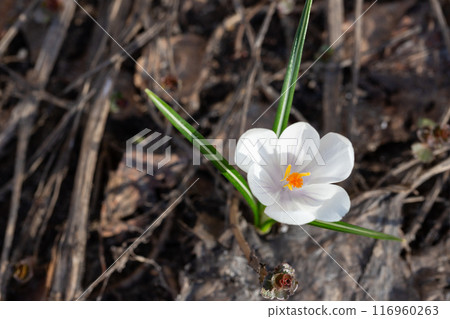 Spring white flowers Crocus Jeanne d'Arc macro. Beautiful petals and stamens close-up. 116960263