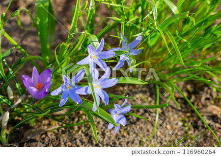 Scilla luciliae is flowering plant in family Asparagaceae, Scilla sect. Chionodoxa, Bossier's glory-of-the-snow or Lucile's glory-of-the-snow in spring Scilla luciliae is flowering plant in family Asparagaceae, Scilla sect. Chionodoxa, Bossier's glory-of-the-snow or Lucile's glory-of-the-snow in spring 116960264
