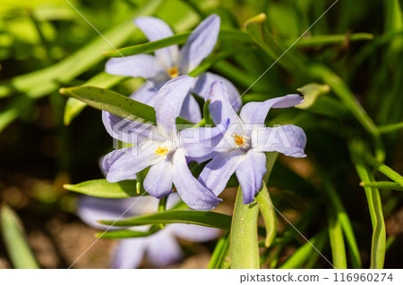 Scilla luciliae is flowering plant in family Asparagaceae, Scilla sect. Chionodoxa, Bossier's glory-of-the-snow or Lucile's glory-of-the-snow in spring 116960274
