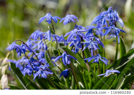 Siberian squill Scilla siberica . General view of the flowering plant 116960280