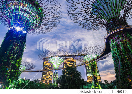 Singapore Gardens by the Bay evening view 116960303