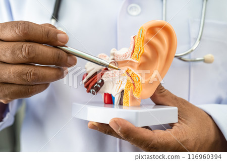 Asian doctor holding human ear model to learn and treat hearing loss in patient. 116960394