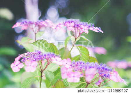 Hydrangea blooming in the clear of the rainy season 116960407