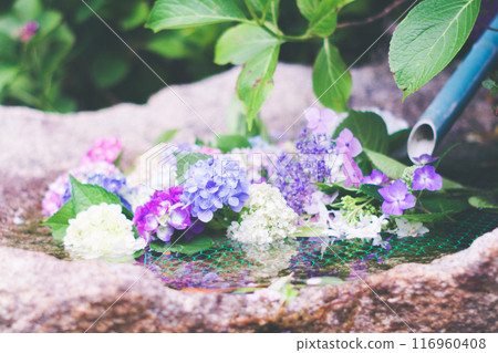 繡球花漂浮在水中 116960408