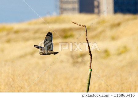 A beautiful short-eared owl (family Strigidae) flying over the reeds at dusk for hunting. Arakawa riverbed, Konosu city, Saitama prefecture 2024 116960410