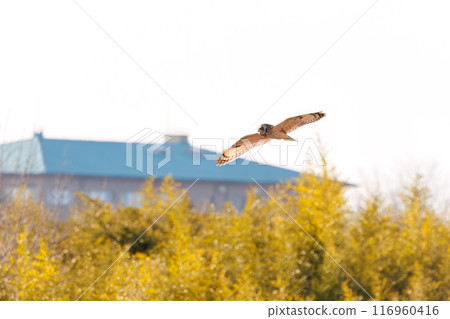 A beautiful short-eared owl (family Strigidae) flying over the reeds at dusk for hunting. Arakawa riverbed, Konosu city, Saitama prefecture 2024 116960416