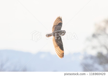 A beautiful short-eared owl (family Strigidae) flying over the reeds at dusk for hunting. Arakawa riverbed, Konosu city, Saitama prefecture 2024 116960420