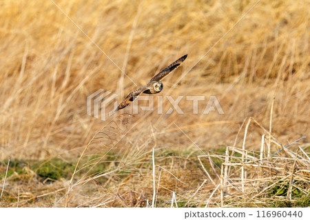 A beautiful short-eared owl (family Strigidae) flying over the reeds at dusk for hunting. Arakawa riverbed, Konosu city, Saitama prefecture 2024 116960440