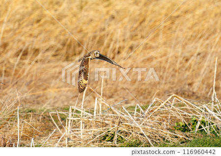 A beautiful short-eared owl (family Strigidae) flying over the reeds at dusk for hunting. Arakawa riverbed, Konosu city, Saitama prefecture 2024 116960442