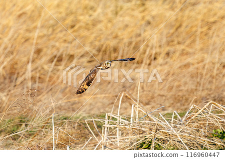 A beautiful short-eared owl (family Strigidae) flying over the reeds at dusk for hunting. Arakawa riverbed, Konosu city, Saitama prefecture 2024 A beautiful short-eared owl (family Strigidae) flying over the reeds at dusk for hunting. Arakawa riverbed, Konosu city, Saitama prefecture 2024 116960447