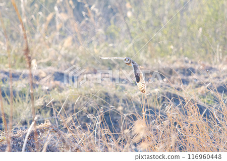 A beautiful short-eared owl (family Strigidae) flying over the reeds at dusk for hunting. Arakawa riverbed, Konosu city, Saitama prefecture 2024 116960448
