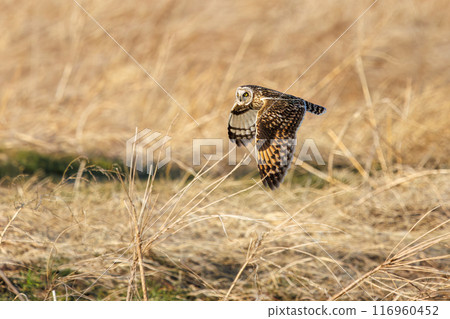 A beautiful short-eared owl (family Strigidae) flying over the reeds at dusk for hunting. Arakawa riverbed, Konosu city, Saitama prefecture 2024 116960452
