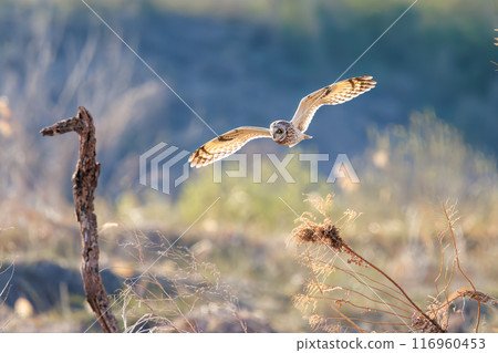 A beautiful short-eared owl (family Strigidae) flying over the reeds at dusk for hunting. Arakawa riverbed, Konosu city, Saitama prefecture 2024 A beautiful short-eared owl (family Strigidae) flying over the reeds at dusk for hunting. Arakawa riverbed, Konosu city, Saitama prefecture 2024 116960453