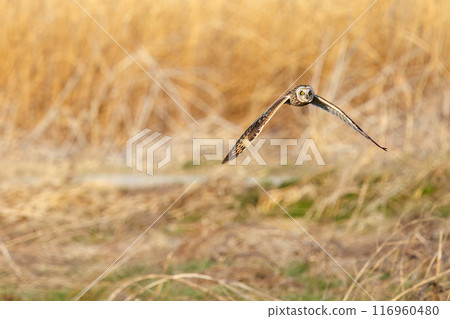 黃昏時分，一隻美麗的短耳鴞（鴞科）飛過蘆葦床捕獵。 埼玉縣鴻巢市荒川河床 2024 116960480