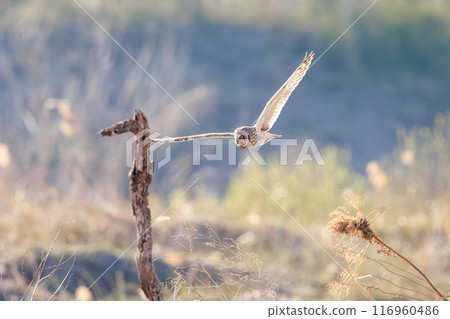 A beautiful short-eared owl (family Strigidae) flying over the reeds at dusk for hunting. Arakawa riverbed, Konosu city, Saitama prefecture 2024 116960486