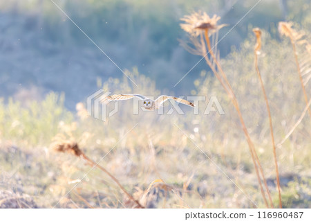 A beautiful short-eared owl (family Strigidae) flying over the reeds at dusk for hunting. Arakawa riverbed, Konosu city, Saitama prefecture 2024 116960487