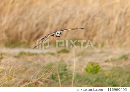 A beautiful short-eared owl (family Strigidae) flying over the reeds at dusk for hunting. Arakawa riverbed, Konosu city, Saitama prefecture 2024 116960493
